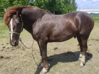 Horse (M), Horses — photo 4