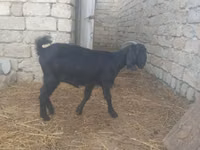 बकरी, Damask goat — फ़ोटो 6