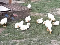 Geese — Foto 1