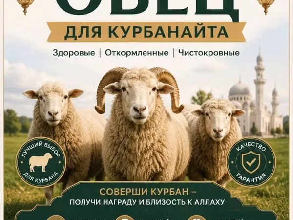 Кочкор, Койлор