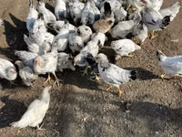 Суссекс — сүрөт 4
