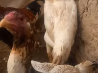 Chickens — foto 1