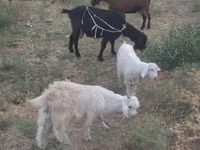 母山羊, Goats — 照片 2