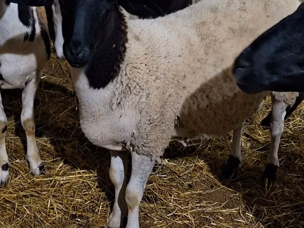 公羊, Dorper sheep
