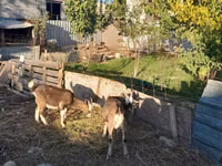 Ziegenbock, Ziegen — Foto 5