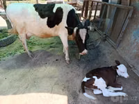 Kuh, Simmental cattle — Foto 6
