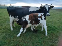 Rinder (Partie, Geschlecht nicht angegeben), Russian Black pied cattle — Foto 3