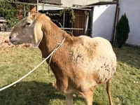 كبش, Arashan sheep — الصورة 3