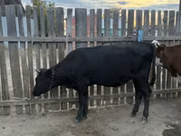 Kuh, Simmental cattle — Foto 4