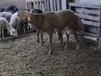 मेढ़ा, Arashan sheep — फ़ोटो 1