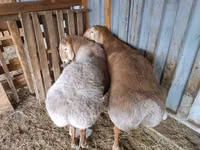 Қошқар, Arashan sheep — 4-сурет