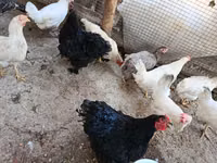 Chickens — foto 1