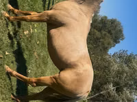 Mare, Quarter Horse — photo 5