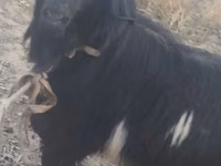 Cabro, Cabras — foto 2