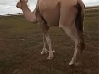 Kamelstute, Kazakh Bactrian camel — Foto 3