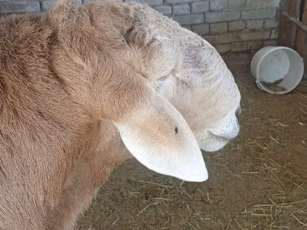 كبش, Arashan sheep — قيرغيزستان
