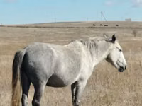 Stute, Kazakh horse — Foto 1