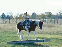 Айғыр, Quarter Horse — 6-сурет
