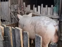 Eber, Schweine — Foto 2