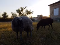Widder, Rhon sheep — Foto 2