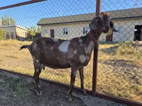 Ziege, Nubian Goat — Foto 1