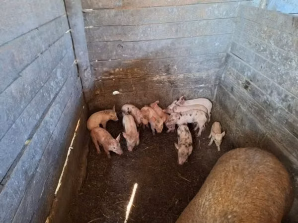 Schweine (Partie, Geschlecht nicht angegeben), 
