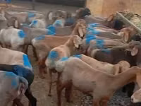 Widder, Rhon sheep — Foto 2