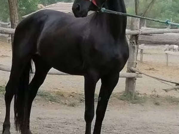فرس, Friesian