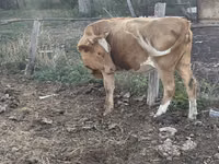 Sigir, Latvian Blue cattle — 3-rasm