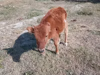 Bovinos (lote, sexo no especificado), Ganado vacuno — foto 1
