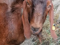 Ziegenbock, Nubian Goat — Foto 1