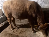 Bulle, Swiss cattle — Foto 3