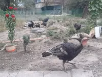 Turkeys — الصورة 8