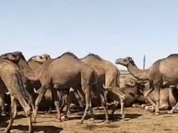 Urgʻochi tuya, Arvana camel