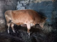 公牛, Simmental cattle — 照片 3