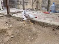 وياندوت — الصورة 5