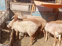 Ram, Rhon sheep — photo 1