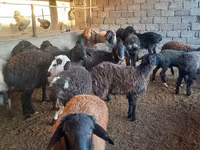 Ram, Sheep — photo 5
