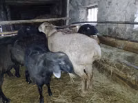 Carnero, Edilbay sheep — foto 4