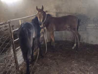 Caballo, Caballos — foto 3