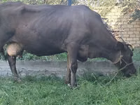 بقرة, Swiss cattle — الصورة 5