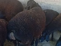 Widder, Hissar sheep — Foto 4
