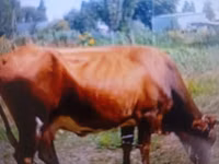 母牛, Cattle — 照片 1