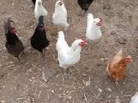 Australian Pit Game fowl — Foto 5