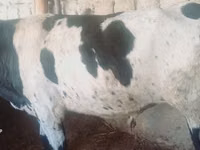 Rinder (Partie, Geschlecht nicht angegeben), Russian Black pied cattle — Foto 1