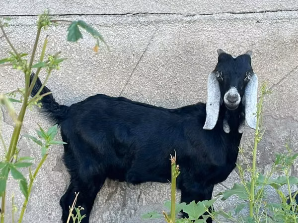 تيس, Nubian Goat