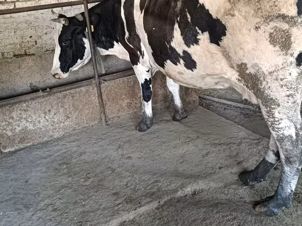 母牛, Russian Black pied cattle — 吉尔吉斯斯坦