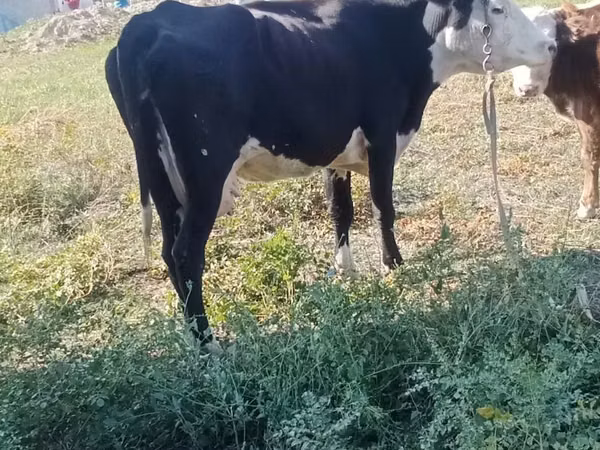 母牛, Latvian Blue cattle — 哈萨克斯坦