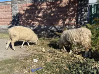 Widder, Schafe — Foto 4