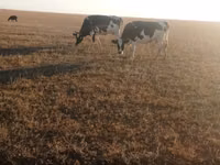 गाय, गोलस्टीन नस्ल — फ़ोटो 1